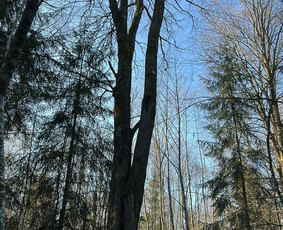 Arboristo paslaugos: medžių pjovimas/genėjimas / Tomas Damulis / Darbų pavyzdys ID 3780575