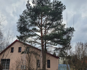 Vejos įrengimas,gėlynų projektavimas, įrengimas / Arturas M. / Darbų pavyzdys ID 3780587
