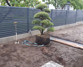 Vejos įrengimas,gėlynų projektavimas, įrengimas / Arturas M. / Darbų pavyzdys ID 3780769