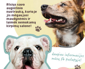 Grafikos dizaino paslaugos / MB "Gyvenama sala" / Darbų pavyzdys ID 3784292