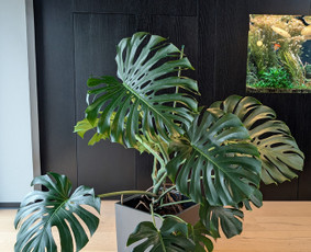 Vidaus augalų priežiūra - konsultavimas - Vidaus augalų priežiūra - 2 Vidaus augalų priežiūra - Vidaus augalų priežiūra - konsultavimas - 2