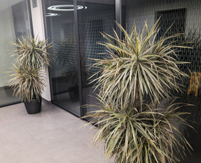 Vidaus augalų priežiūra - konsultavimas - Vidaus augalų priežiūra - 3 Vidaus augalų priežiūra - Vidaus augalų priežiūra - konsultavimas - 3