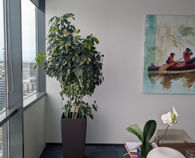 Vidaus augalų priežiūra - konsultavimas - Vidaus augalų priežiūra - 4 Vidaus augalų priežiūra - Vidaus augalų priežiūra - konsultavimas - 4