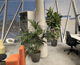 Vidaus augalų priežiūra - konsultavimas - Vidaus augalų priežiūra - 1 Vidaus augalų priežiūra - Vidaus augalų priežiūra - konsultavimas - 1