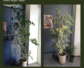 Vidaus augalų priežiūra - konsultavimas / Augalų butas / Darbų pavyzdys ID 3787074
