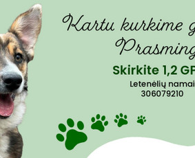 Grafikos Web Ux/ui dizainas / Gabrielė Avgustaitytė / Darbų pavyzdys ID 3788498
