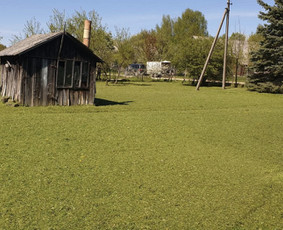 Skarifikavimas(aeravimas) , žolės pjovimas / Ramūno sodo darbai / Darbų pavyzdys ID 3789710