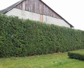 Apželdinimo ir augalų priežiūros paslaugos. Augalų prekyba. - Gyvatvorių karpymas - 2 Gyvatvorių karpymas - Apželdinimo ir augalų priežiūros paslaugos. Augalų prekyba. - 2