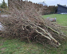 Apželdinimo ir augalų priežiūros paslaugos. Augalų prekyba. - Šakų išvežimas - 4 Šakų išvežimas - Apželdinimo ir augalų priežiūros paslaugos. Augalų prekyba. - 4