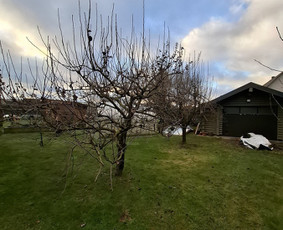 Apželdinimo ir augalų priežiūros paslaugos. Augalų prekyba. - Vaismedžių sodinimas ir priežiūra - 1 Vaismedžių sodinimas ir priežiūra - Apželdinimo ir augalų priežiūros paslaugos. Augalų prekyba. - 1
