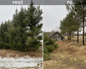 Sklypų tvarkymas: medžių ir krūmų pjovimas su išvežimu. / Albertas Rakuckis / Darbų pavyzdys ID 3803286