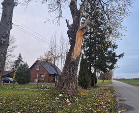 Medžių pjovimas, genėjimas. Aplinkos,miškų priežiūra / MB "Miškų Vilkai" / Darbų pavyzdys ID 3803432