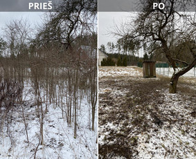 Sklypų tvarkymas: medžių ir krūmų pjovimas su išvežimu. / Albertas Rakuckis / Darbų pavyzdys ID 3803590