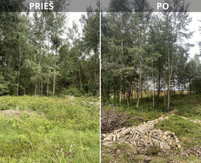Sklypų tvarkymas: medžių ir krūmų pjovimas su išvežimu. / Albertas Rakuckis / Darbų pavyzdys ID 3803608