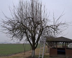 Skarifikavimas(aeravimas) , žolės pjovimas / Ramūno sodo darbai / Darbų pavyzdys ID 3804270