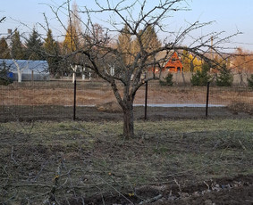 Skarifikavimas(aeravimas) , žolės pjovimas / Ramūno sodo darbai / Darbų pavyzdys ID 3804288