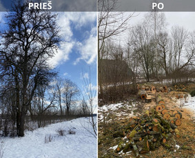 Sklypų tvarkymas: medžių ir krūmų pjovimas su išvežimu. / Albertas Rakuckis / Darbų pavyzdys ID 3804356