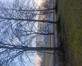 Medžių pjovimas bei genėjimas! Apleistų sklypų tvarkymas / Medžių priežiūra / Darbų pavyzdys ID 3813686