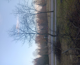 Medžių pjovimas bei genėjimas! Apleistų sklypų tvarkymas / Medžių priežiūra / Darbų pavyzdys ID 3813690