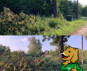 Apleistų sklypų tvarkymas - Aplinkos priežiūros darbai - 1