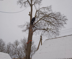 Aukštalipio darbai - Avarinių medžių pjovimas - 1 Avarinių medžių pjovimas - Aukštalipio darbai - 1
