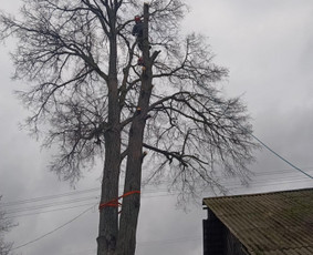 Aukštalipio darbai / Tomas Taluntis / Darbų pavyzdys ID 3817414