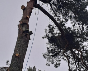 Aukštalipio darbai / Tomas Taluntis / Darbų pavyzdys ID 3817418