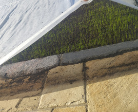 Vejos priežiūra, įrengimas - Vejos įrengimas, aplinkos tvarkymas, kelmų frezavimas. - 3