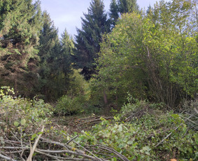 Žolės pjovimas,skarifikavimas,apleistų sklypų tvarkymas / Edvinas / Darbų pavyzdys ID 3826511