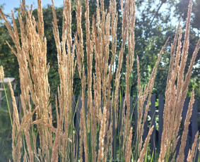 Verslo erdvių apželdinimas - Vidaus augalų priežiūra - 2 Vidaus augalų priežiūra - Verslo erdvių apželdinimas - 2