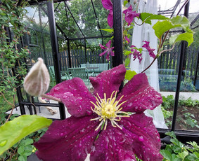 Verslo erdvių apželdinimas - Vidaus augalų priežiūra - 4 Vidaus augalų priežiūra - Verslo erdvių apželdinimas - 4