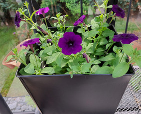 Verslo erdvių apželdinimas - Vidaus augalų priežiūra - 1 Vidaus augalų priežiūra - Verslo erdvių apželdinimas - 1