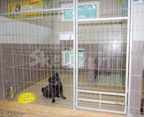 Šunų ir kačių viešbutis - Šunų viešbučiai, vedžiojimas, priežiūra - 3 Šunų viešbučiai, vedžiojimas, priežiūra - Šunų ir kačių viešbutis - 3