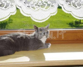 Šunų ir kačių viešbutis - Šunų viešbučiai, vedžiojimas, priežiūra - 4 Šunų viešbučiai, vedžiojimas, priežiūra - Šunų ir kačių viešbutis - 4