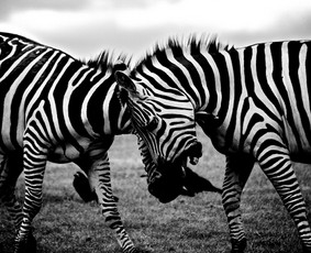 Psichologinė, emocinė pagalba - Licencijuota medicinos psichologo praktika Sensibilis - 4