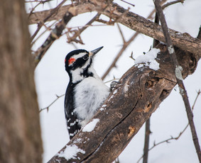 Psichologinė, emocinė pagalba - Licencijuota medicinos psichologo praktika Sensibilis - 3