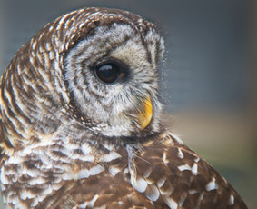 Psichologinė, emocinė pagalba - Licencijuota medicinos psichologo praktika Sensibilis - 2