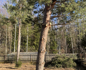 Kelmų Šalinimas, Aukštalipių paslaugos. - Apleistų sklypų tvarkymas - 2 Apleistų sklypų tvarkymas - Kelmų Šalinimas, Aukštalipių paslaugos. - 2