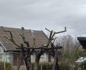 Žolės Pjovimas / Žemės darbai / Aplinkos priežiūra / MB Edtra / Darbų pavyzdys ID 3839335