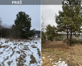 Sklypų tvarkymas: medžių ir krūmų pjovimas su išvežimu. / Albertas Rakuckis / Darbų pavyzdys ID 3839761