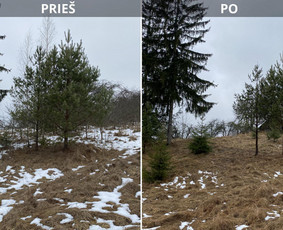 Sklypų tvarkymas: medžių ir krūmų pjovimas su išvežimu. / Albertas Rakuckis / Darbų pavyzdys ID 3839765