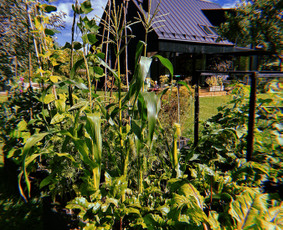 Apželdinimo projektavimas, įrengimas, priežiūra - Apželdinimo konsultacija - 2 Apželdinimo konsultacija - Apželdinimo projektavimas, įrengimas, priežiūra - 2