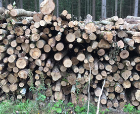 Malkos Panevėžyje. sausos ir įvairios Malkos - Malkos: gamyba, pristatymas - 1 Malkos: gamyba, pristatymas - Malkos Panevėžyje. sausos ir įvairios Malkos - 1