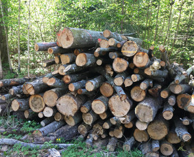 Malkos Panevėžyje. sausos ir įvairios Malkos - Malkos: gamyba, pristatymas - 3 Malkos: gamyba, pristatymas - Malkos Panevėžyje. sausos ir įvairios Malkos - 3