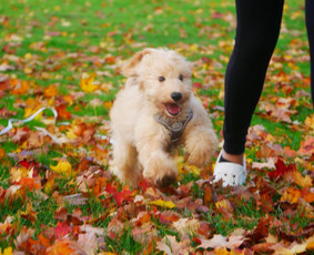 Šunų, kačių kirpyklos - Gyvūnų priežiūra gamtos apsuptyje Vilučių kaime Ut - 1