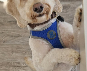 Šunų, kačių kirpyklos - Gyvūnų priežiūra gamtos apsuptyje Vilučių kaime Ut - 2