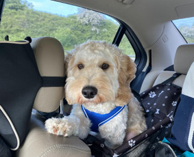 Šunų, kačių kirpyklos - Gyvūnų priežiūra gamtos apsuptyje Vilučių kaime Ut - 3