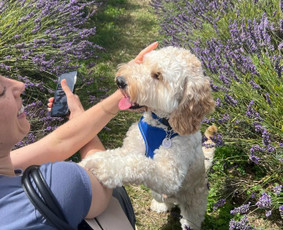 Šunų, kačių kirpyklos - Gyvūnų priežiūra gamtos apsuptyje Vilučių kaime Ut - 4