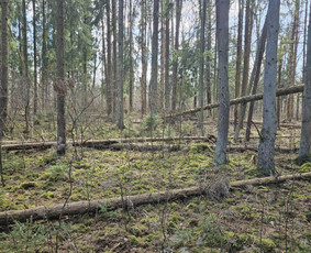 Vejovartu pardavimas - Malkos: gamyba, pristatymas - 3 Malkos: gamyba, pristatymas - Vejovartu pardavimas - 3