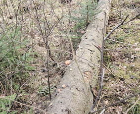Vejovartu pardavimas - Malkos: gamyba, pristatymas - 4 Malkos: gamyba, pristatymas - Vejovartu pardavimas - 4